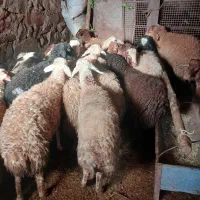 حیوانات مزرعه