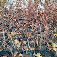 فروش نهال زینتی زرشک گل و..|خدمات باغبانی و درختکاری|محمدشهر, محمدشهر|دیوار