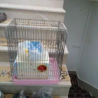 قفس پرنده