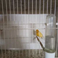 قناری دارچینی|پرنده|مشهد, انقلاب|دیوار