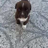 سگ پیت بول تریرآمریکایی|سگ|ساوه, |دیوار