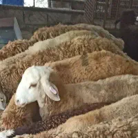 بهترین  عنوان گوشتی با  زنده رایگان