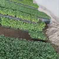 نشا نهال نهالستان