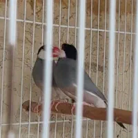 یک جفت فنچ نرگسی مولد