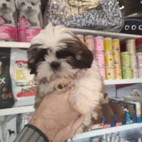 گربه پرشین اسکاتیش شیتزو|گربه|تبریز, |دیوار