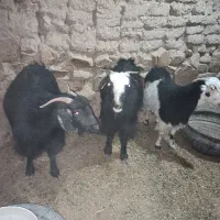 گوسفند بز|حیوانات مزرعه|درح, |دیوار