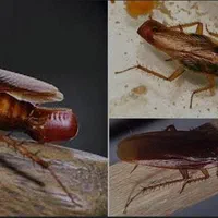 خدمات سمپاشی باضمانت کتبی سم پاشی سوسک وساس|خدمات نظافت|تهران, تهرانپارس شرقی|دیوار