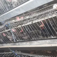 فروش مرغ تخم گذار محلی