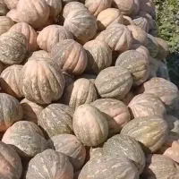 کدو حلوایی داری|خوردنی و آشامیدنی|شیراز, گویم|دیوار