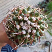 کاکتوس کلکسیونی