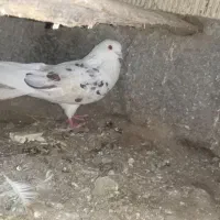 کبوتر