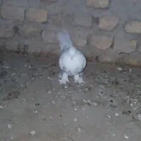 کفتر سفید کاکل|پرنده|نیمروز, |دیوار