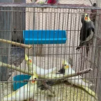 طوطی عروس لوتینو