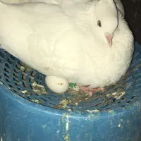 کفتر