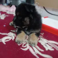 سگ پامرانین