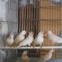 فنچ کراواتی