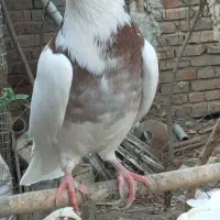 کبوتر طوقی|پرنده|رامیان, |دیوار