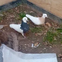 طوقی سبز|پرنده|بیرجند, |دیوار