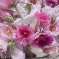 گل ختمی امساله|گل و گیاه طبیعی|شاهرود, |دیوار