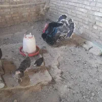 جوجه بوقلمون . بوقِلمون مرغ لارئ|حیوانات مزرعه|نیشابور, رنج آباد|دیوار