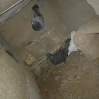 کفتر|پرنده|شیروان (خراسان), |دیوار