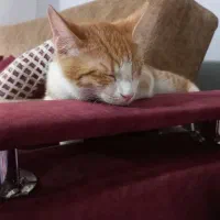 واگذاری گربه DSH نارنجی شیطون و بازیگوش|گربه|محمدشهر, ولدآباد|دیوار