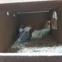 سلام فروش ۳عددجوجه برزیلی