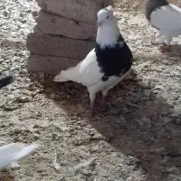 طوقی|پرنده|دهگلان, |دیوار