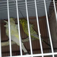 مرغ عشق پروانه ای|پرنده|سراوان, |دیوار