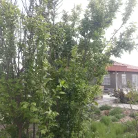 باغ تبرعه دار|فروش خانه و ویلا|اصفهان, براآن شمالی|دیوار