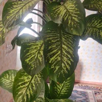 گل دیفن|گل و گیاه طبیعی|کارزان, |دیوار