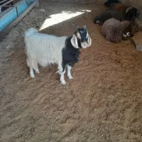 بره میش بز بزغاله