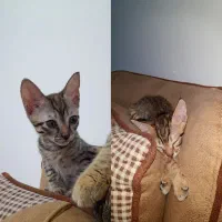 واگذاری دوتا بچه گربه ماده ۲ماهه