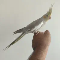 عروس خاکستری کاملا دستی و حرف زن