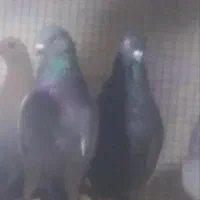 ی تعداد کفتر
