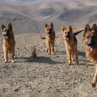 واگذاری سگ ژرمن اصلیل|سگ|اصفهان, جلفا|دیوار