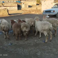 ۱۰راس بره نر دامازدق اوتاق