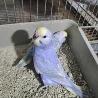 فروش مرغ عشق