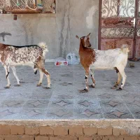 کهره نزار تمام گوشت چاق و چله و چرب