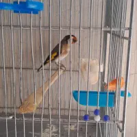 با سلام سهره نر