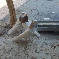 کبوتر|پرنده|دره شهر, |دیوار