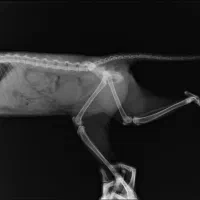 گربه|گربه|جلفا, |دیوار