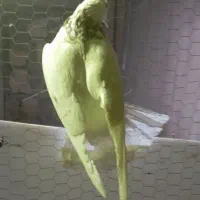 نر طوقی|پرنده|همدان, |دیوار