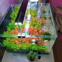 آکواریوم گیاهی پلنت