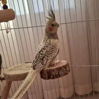 عروس هلندی ماده خوش رنگ و سرحال|پرنده|بروجرد, |دیوار