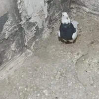 طوقی الماسی|پرنده|پیر سلیمان, |دیوار