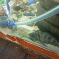 ماهی|ماهی|جهرم, |دیوار