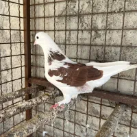 کبوتر تهرانی