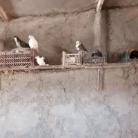 کبوتر خونگی|پرنده|جوین, |دیوار