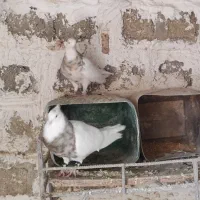 جفت طوق آجری کرمانشاهی بالغ|پرنده|دهدشت, |دیوار